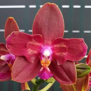 Phal. Zheng Min Parakeet '3108' (peloric - 2 eyes)