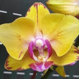 Phal. Sweet Girl peloric