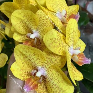 Phal. TLH Gold Princess 515