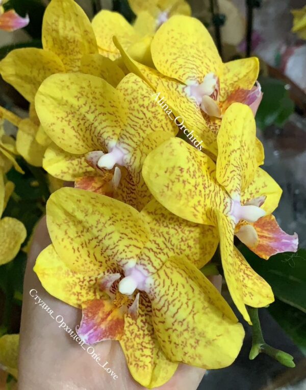 Phal. TLH Gold Princess 515