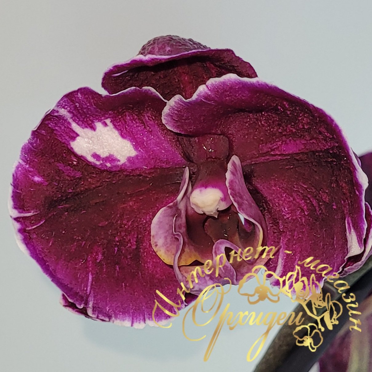 Орхидея Каменная Роза 3 Орхидея Каменная Роза — изображение 3