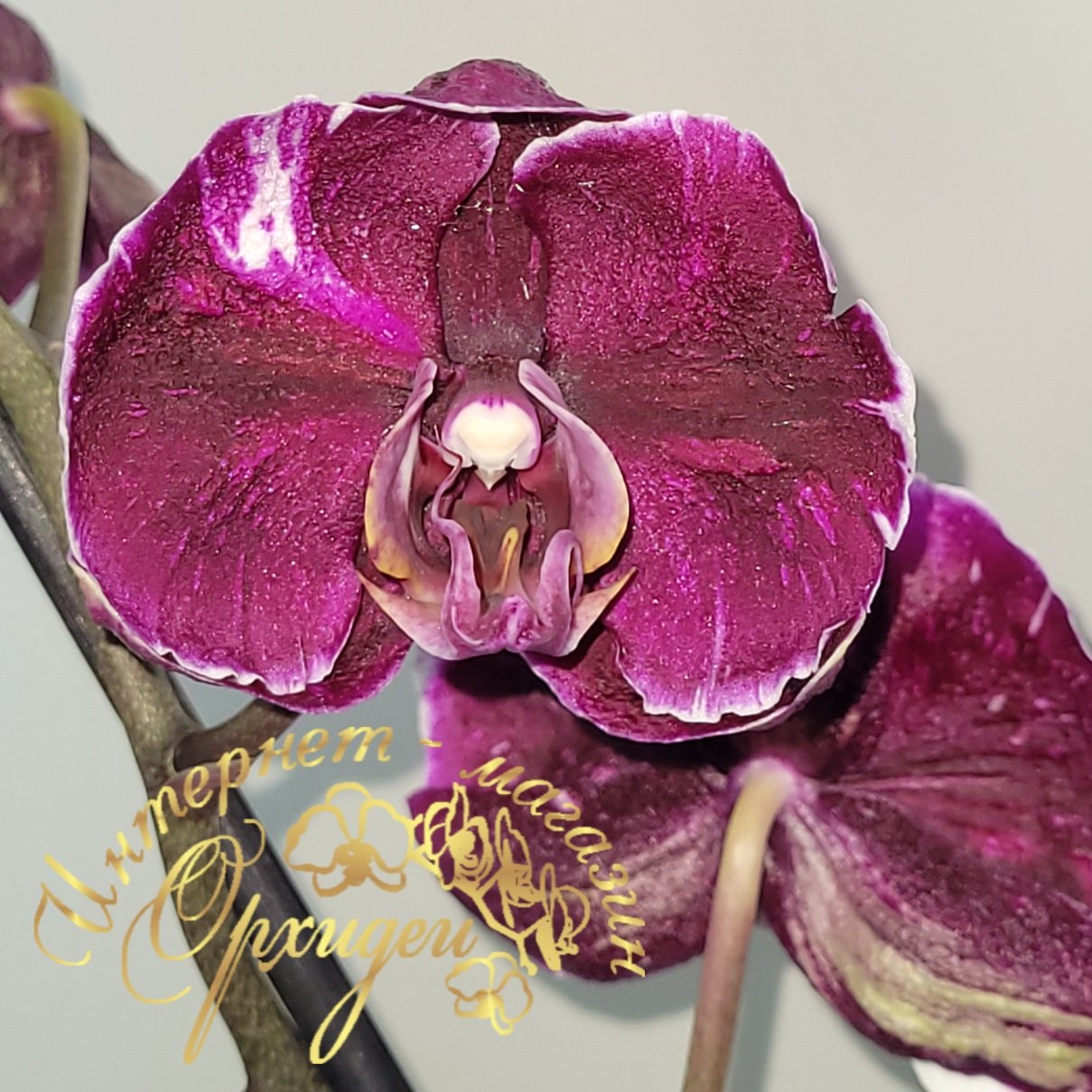 Орхидея Каменная Роза 2 Орхидея Каменная Роза — изображение 2