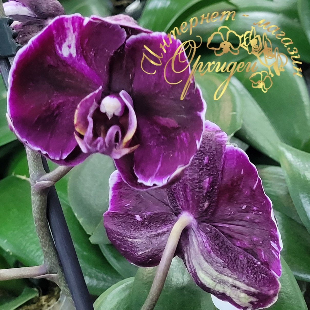 Орхидея Каменная Роза 4 Орхидея Каменная Роза — изображение 4