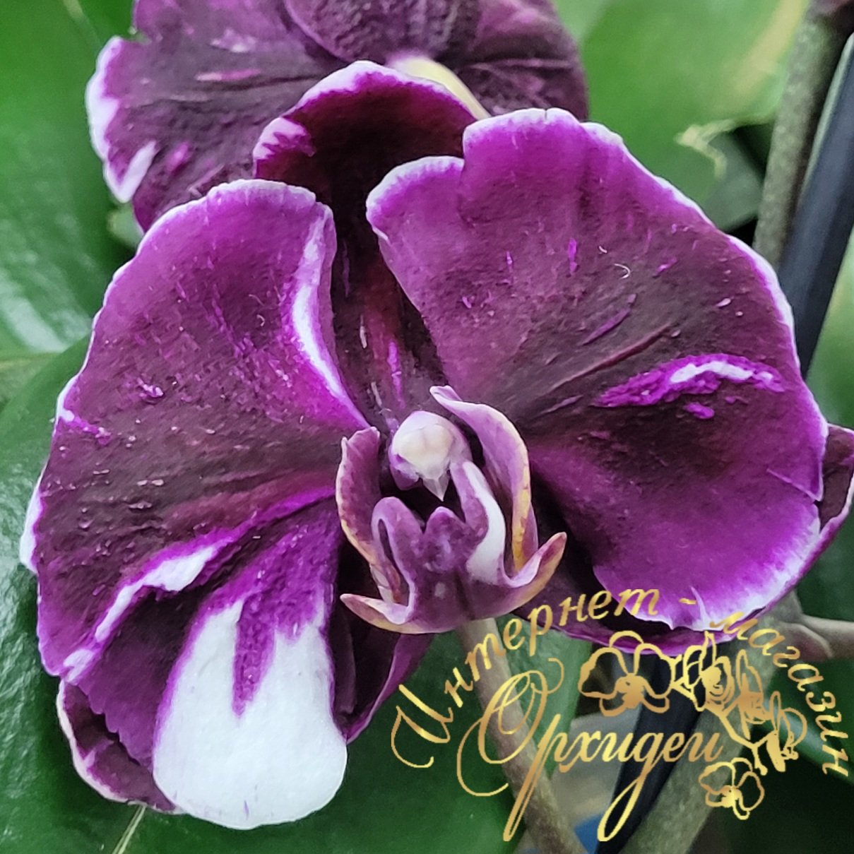 Орхидея Каменная Роза 1 Орхидея Каменная Роза