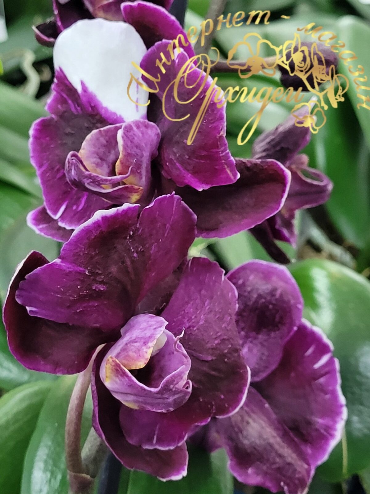 Орхидея Каменная Роза 6 Орхидея Каменная Роза — изображение 6