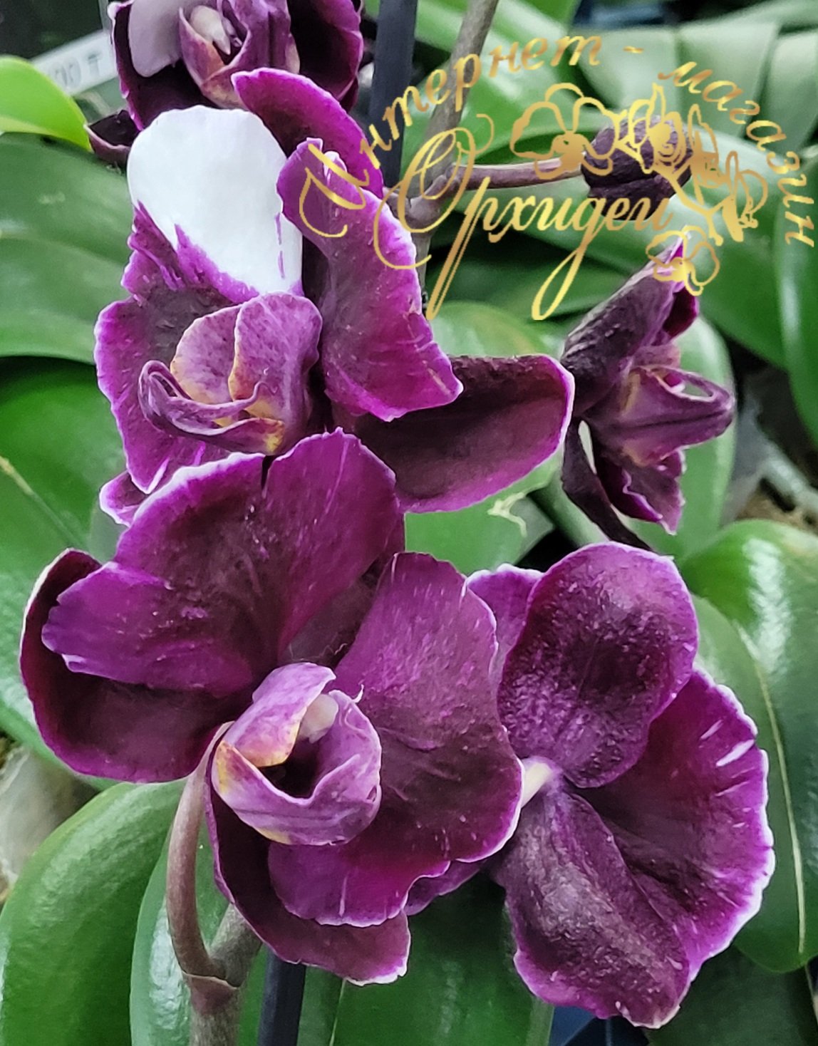 Орхидея Каменная Роза 5 Орхидея Каменная Роза — изображение 5