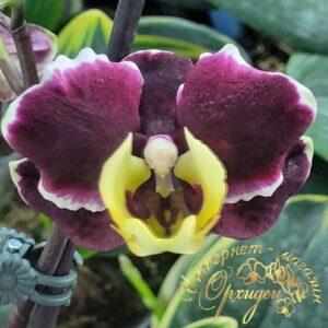 Phal. JC66