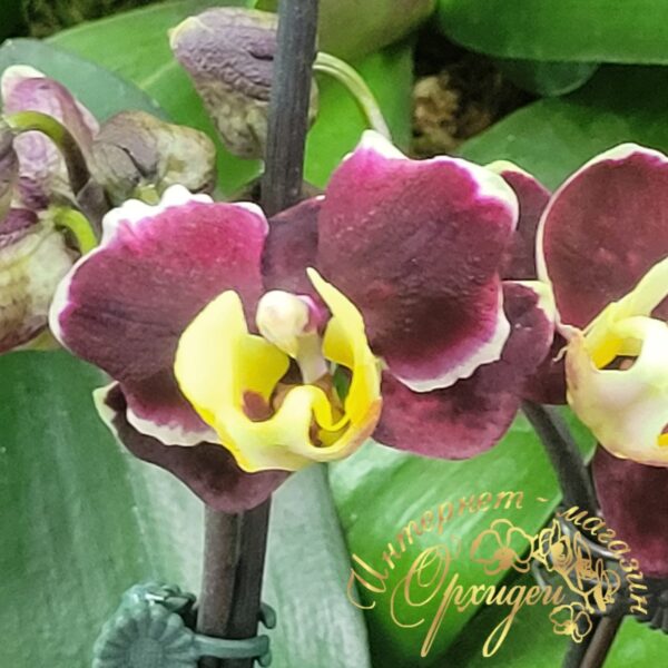 Phal. JC66 — изображение 2