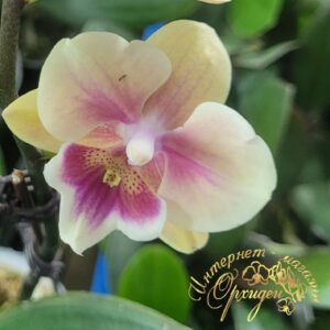 Phal. Younghome Thumbelina