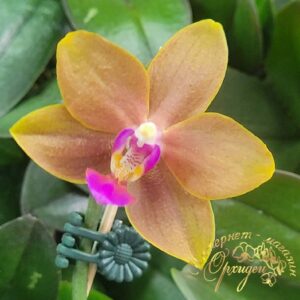 Phal. Charming Little Gold