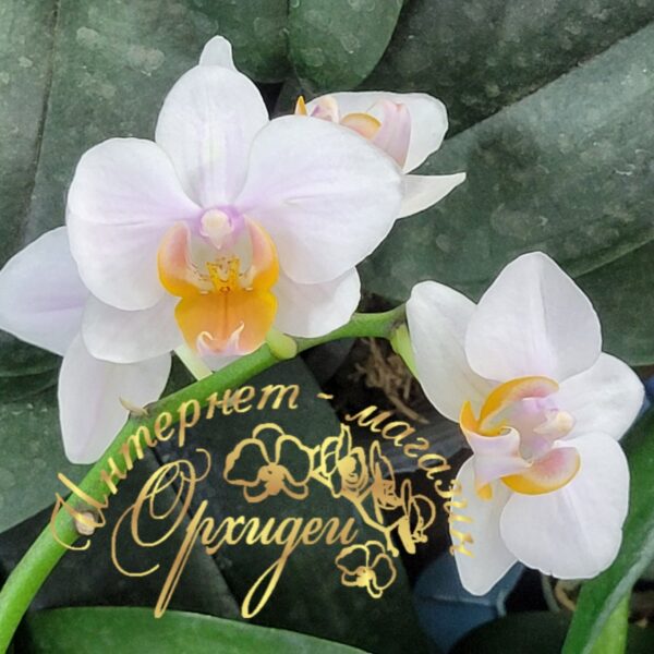Phal. Younghome Persian Cat — изображение 7