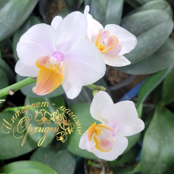 Phal. Younghome Persian Cat — изображение 5