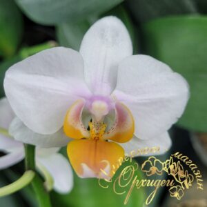 Phal. Younghome Persian Cat