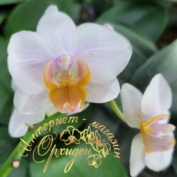 Phal. Younghome Persian Cat — изображение 8