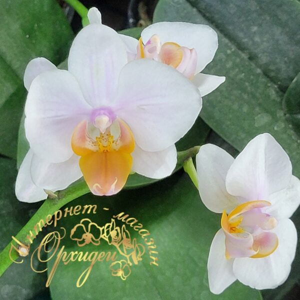 Phal. Younghome Persian Cat — изображение 6