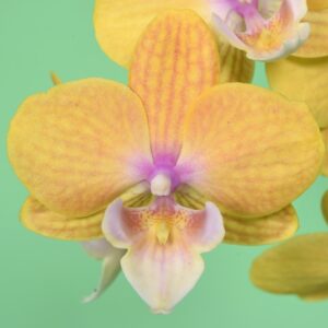 Phal. JC130