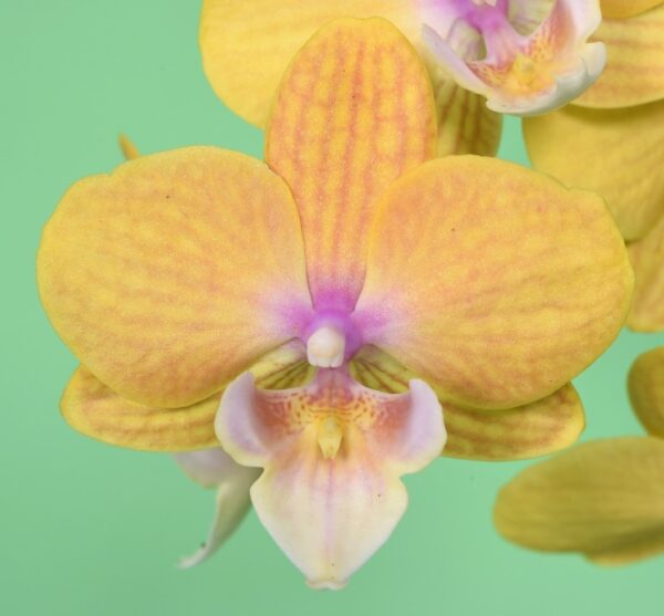 Phal. JC130