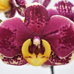 Phal. JC66