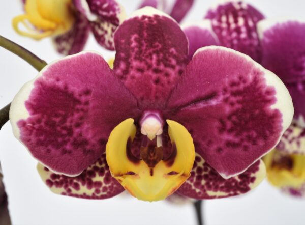 Phal. JC66