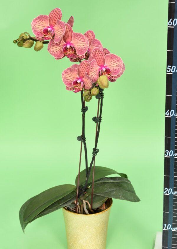 Phal. JC68
