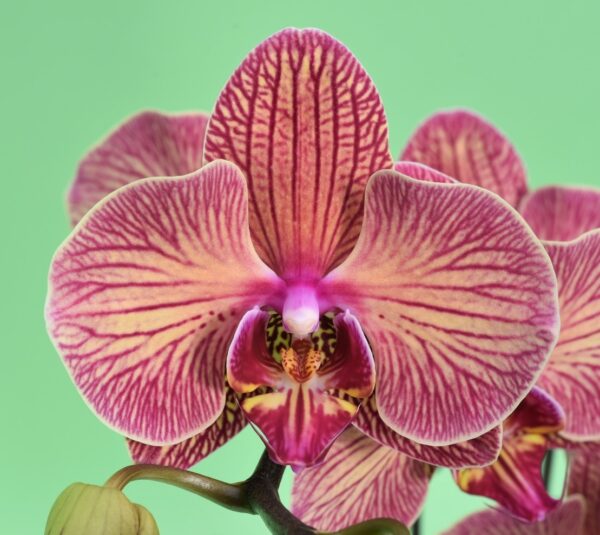 Phal. JC68