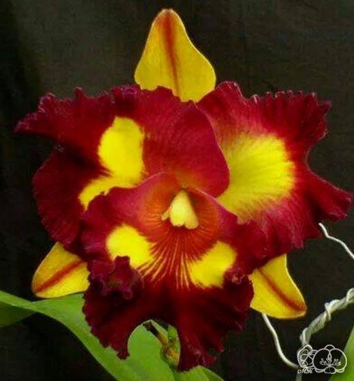 Blc. Liu's Joyance (variegata) / Орхидеи