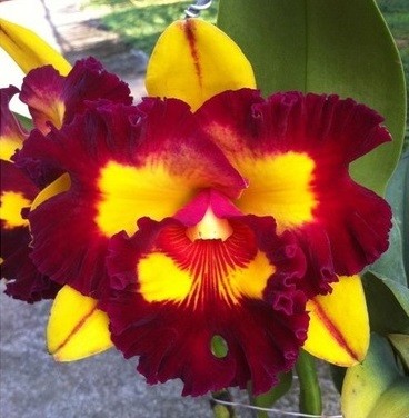 Blc. Liu's Joyance (variegata) / Орхидеи