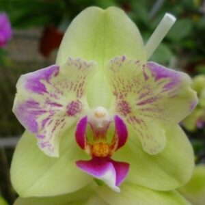 Phal. Ho’s Colourful Bubble KF#1