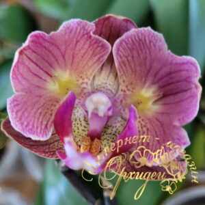 Phal. Chialin Rainbow (peloric - 2 eyes)