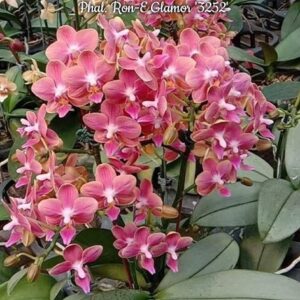 Phal. Ron-E Glamor 3252