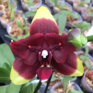 Phal. Sogo Gotris-Taida Pearl ES2