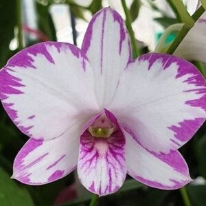 Den. Enobi Purple Splash