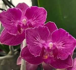 Phal. Brother Strawberry-Brother Sara Gold ES