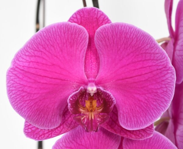 Phal. Younghome Red Angel