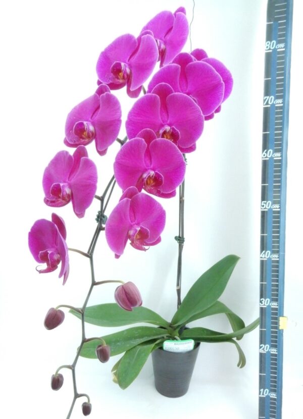 Phal. Younghome Red Angel