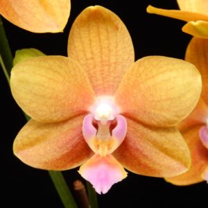 Phal. Charming Little Gold