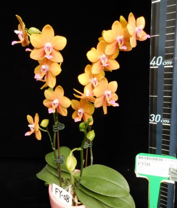 Phal. Charming Little Gold