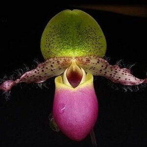 Paph. moquetteanum × sib