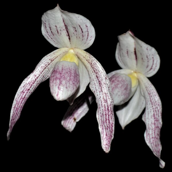 Paph. niveum × stonei