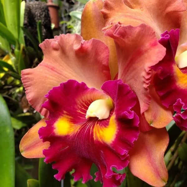 Rlc. Focus Taiwan persimmon