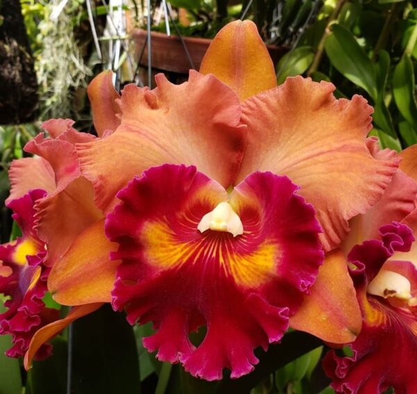 Rlc. Focus Taiwan persimmon