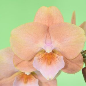 Phal. Younghome Walle