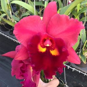 Rlc. Chief Emperor Red tomatoes