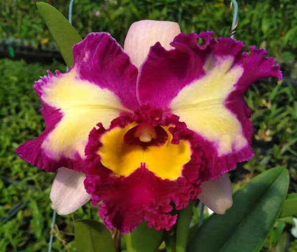 Rlc. Chinese Beauty  Orchid Queen AM/AOS