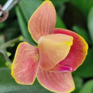 Phal. Sin Yuan Golden Beauty-Tying Shin Cupid