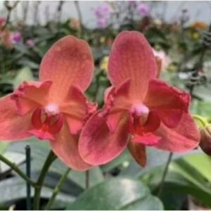 Phal. Fusheng Fairy Tale ES