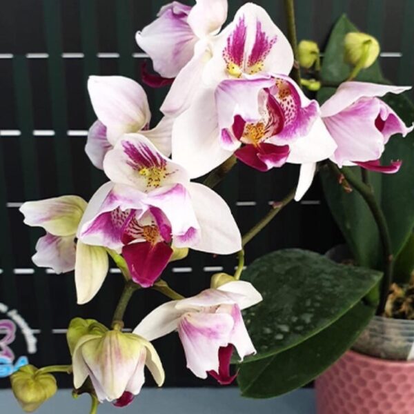 Phal. Little Gem Stripes (peloric - 3 lips)