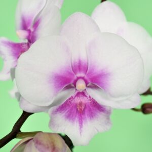 Phal. Thumbelina