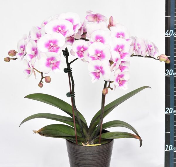 Phal. Thumbelina