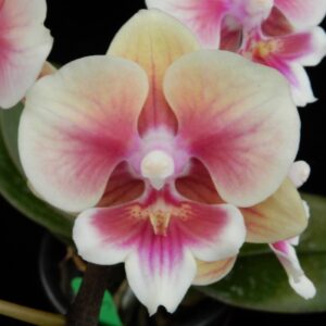 Phal. Younghome Thumbelina